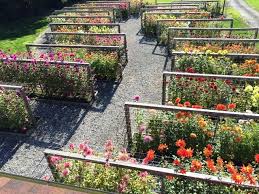 Pin On Flower Gardening Care