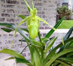 Image result for Dipcadi longifolium