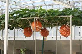 When pruning, cut off all of the tertiary vines. Vertical Gardening Ideas Hanging Plants Indoor Vertical Garden Backyard Garden Design