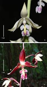 Image result for Calanthe