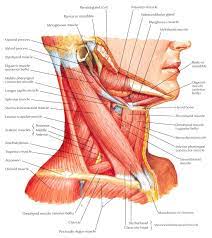 Here is an art file from one of my youtube videos on basic anatomy of the neck. Muscles Of Neck Lateral View Neck Muscle Anatomy Muscle Anatomy Anatomy Reference