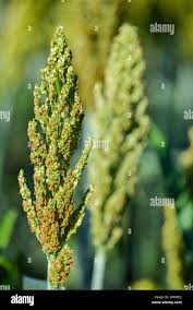 Image result for Echinochloa frumentacea