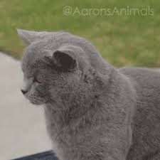 The pop pop cat meme gif. Aaron S Animals Cat Typing