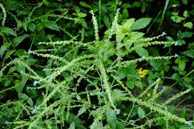 Image result for Cynoglossum lanceolatum