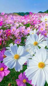 Rainbow On Twitter Cosmos Flowers Beautiful Flowers Flowers Photography