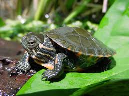 The turtle is the only species of the genus chrysemys, which is part of the pond turtle family emydidae. Painted Turtle Care Sheet Reptiles Magazine