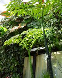 Image result for Dinebra caudata