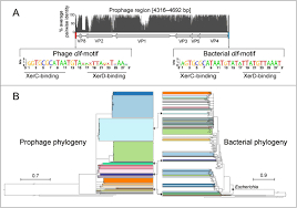 Resurrection Of A Global Metagenomically Defined Microvirus