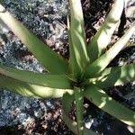 Image result for Aloe lutescens