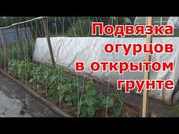 посадка и уход за огурцами в открытом грунте видео Dva Varianta Podvyazki Ogurcov V Otkrytom Grunte Youtube Ovoshnoj Ogorod Teplichnoe Sadovodstvo Ovoshnoj Sad