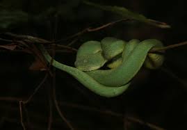 Image result for Disperis katangensis