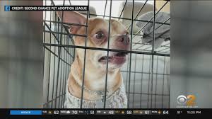 National pet adoption month and other products can be found to fulfill the needs of all your pets, our pets, at entirelypets. Brutally Honest Post About Neurotic Man Hating Chihuahua Up For Adoption In New Jersey Goes Viral Cbs New York