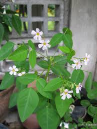 Image result for Oxalis barrelieri