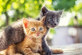 They currently rescue, rehabilitate and rehome around 1000 cats and kittens each year. Free Cat Kitten Adoptions In Maryland During July Across Maryland Md Patch