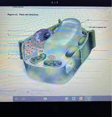 We did not find results for: 5 5 Chloroplast Figure 4 3 Plant Cell Structure Chegg Com