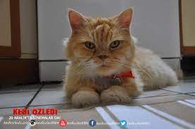 ben ozlemedim ki seni kedi ozledi kediozledi sinemalarda kedi sinema film
