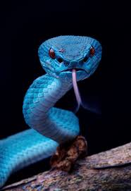 Blue Pit Viper By David Cyt Pet Snake Animals Cute Reptiles