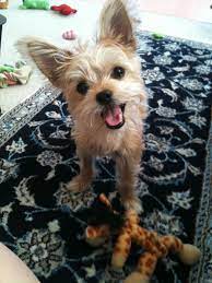 Pin By Laura Prior On Chorkie Puppy Yorkie Chihuahua Mix Chihuahua Mix Puppies Yorkshire Terrier Puppies