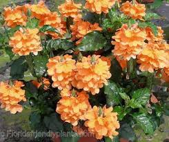 Maybe you would like to learn more about one of these? 64 Fl Shade Plants Ideas Shade Plants Plants Shade Garden