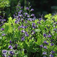 Blue False Indigo Baptisia Australis 30 Seeds Baptisia Australis Perennial Border Types Of Soil