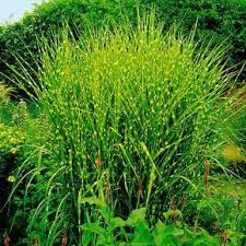 Buntes Tigergras Im Ca 14 Cm Topf Online Kaufen Bei Gartner Potschke Garten Pflanzen Pflanzen Garten Bepflanzen