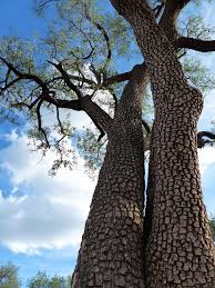 Image result for Spirostachys