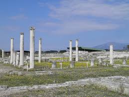 Image result for Vepris macedoi