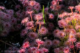 Image result for Drosera pilosa
