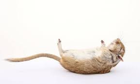 The following is the steps you can try to get rid of dead rat smell in the house including however, if you are for some reasons can't remove the dead body from behind the walls, pipes, or in the chimney, you can use odor removing bags. What You Do When A Rodent Dies In Your Ductwork All Hours Air