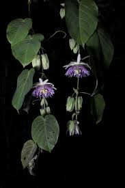 Image result for Passiflora ligularis