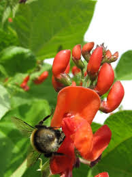 Image result for Phaseolus coccineus