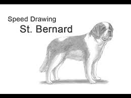 Today, the saint bernard enjoys modest popularity and can be seen in homes, movies, and dog shows across the country. St Bernard Dog Time Lapse Speed Drawing Youtube