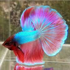Hiasan cantik aquarium platy koral ikan hias. Ikan Hias Cupang Halfmoon Cantik Murah Shopee Indonesia