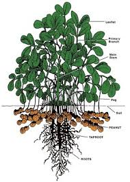 Image result for Arachis hypogaea