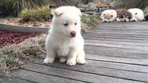 This White Husky Puppy Is As Gorgeous As Waikiki White Husky White Husky Puppy Husky Puppy