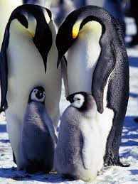 Today, more than 30,000 species are threatened with extinction, and thousands would already be lost without tireless conservation efforts. Emperor Penguins In Antarctica