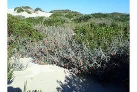 Image result for Lessertia macrostachya