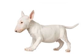 bull terrier teriyer kopek bulldog