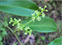 Image result for Embelia