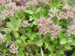 Image result for Polycarpon