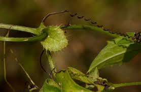 Image result for Ctenolepis