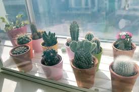 No posts regarding the entheogenic or spiritual uses of cacti, check out /r/druggardening if you want to discuss such things. 20 Types Of Cactus You Can Plant Indoor And Outdoor Avantela Home