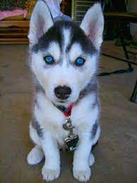 Get Healthy And Ethically Bred Siberian Husky Puppies For Sale Siberian Husky Dogs For Adoption In White Husky Puppy Cute Husky Puppies Puppies With Blue Eyes
