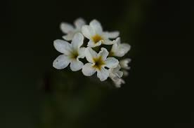 Image result for Euploca ovalifolia