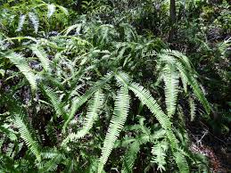 Image result for Sticherus