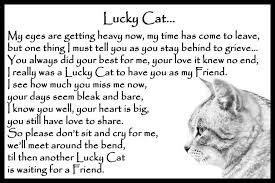 Original rainbow bridge poem printable version for free humane goods blog rainbow bridge poem rainbow bridge quotes rainbow bridge. Rainbow Bridge Cat Memorial Guide At Cats Share Real Com