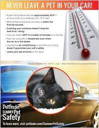 Infographic Never Leave A Pet In Your Car Petfinder Pets Kitten Care Animals For Kids