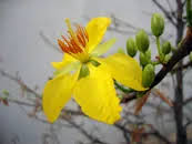 Image result for Ochna