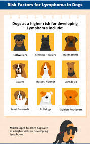 It is a rare kind of cancer and affects the dog's chest region. Lymphoma In Dogs Canna Pet Lymphoma In Dogs Dog Cancer Pets