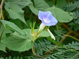 Morning Glory Flower In Hindi Name Best Flower Wallpaper